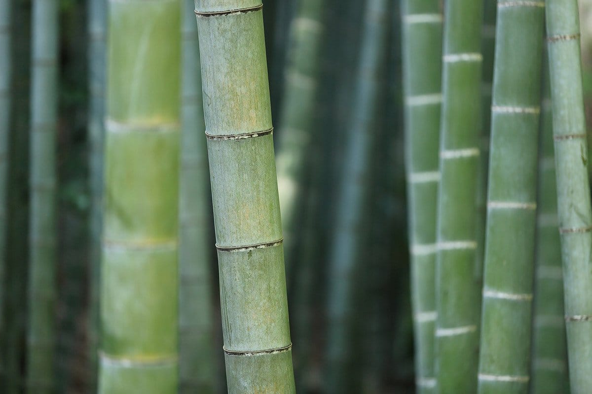 Bambusa balcooa - Female Bamboo