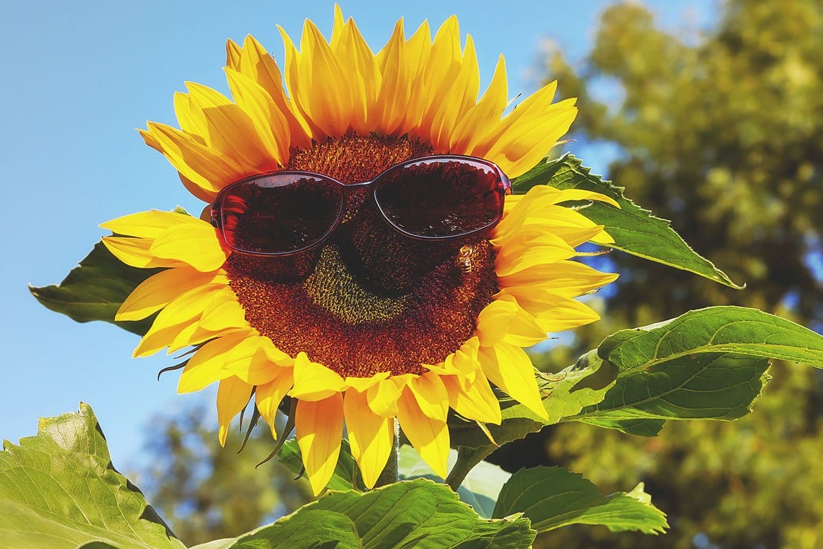 Sun flower with sunglasses on a sunny day