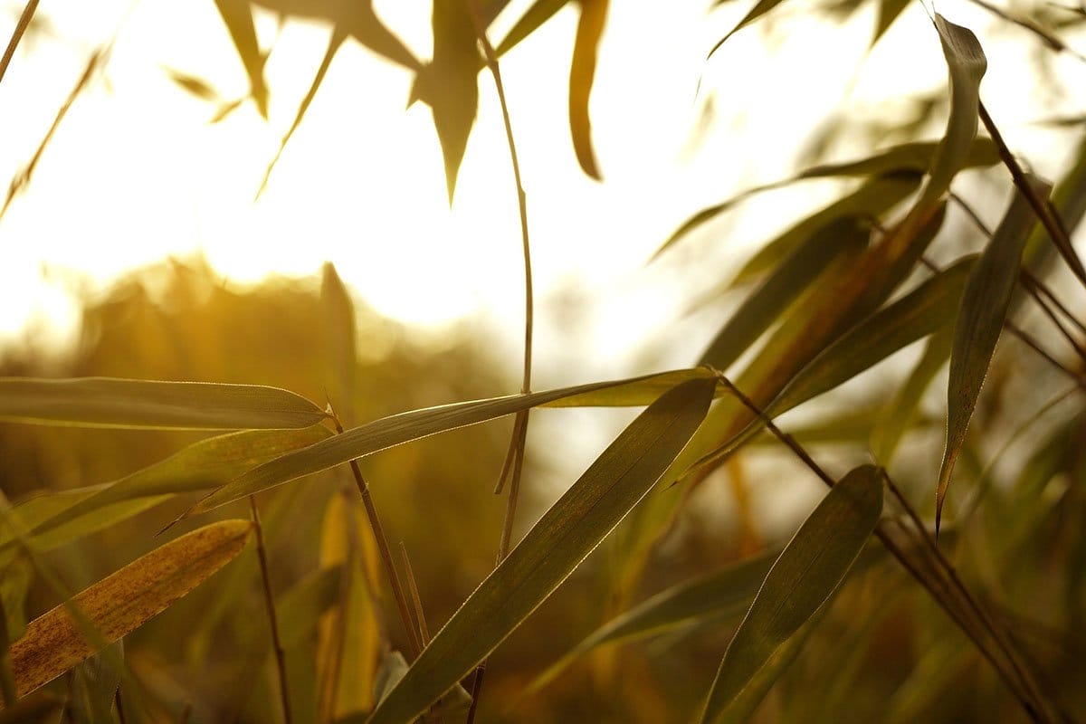Dry, yellow bamboo leaves at sunset