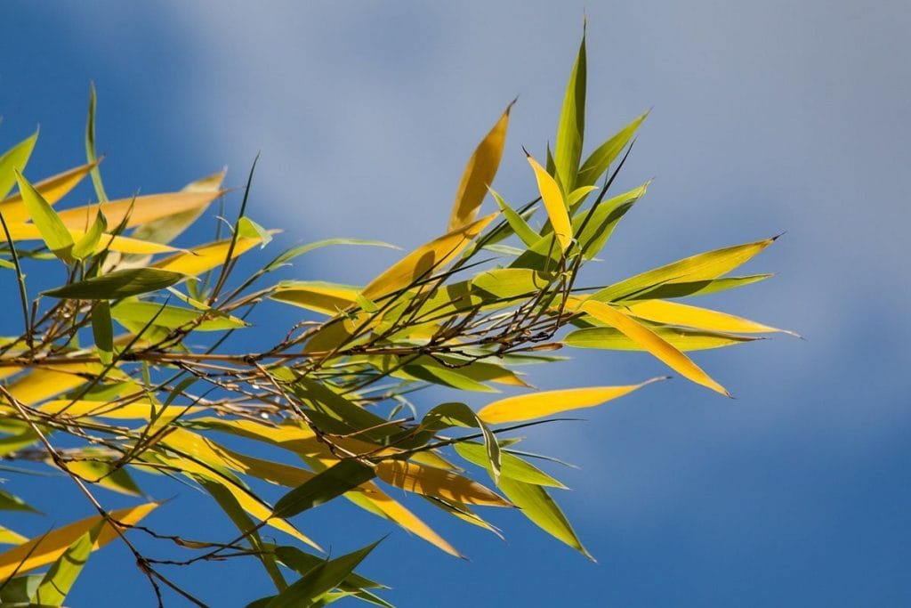 Green and yellow leaves of a bamboo plant with the sky as a background