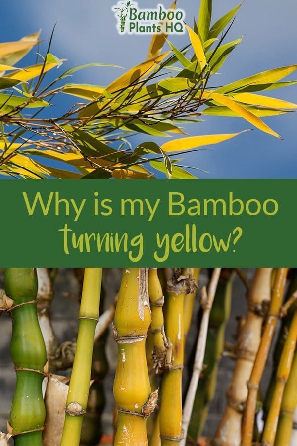 Yellow bamboo leaves and yellow bamboo culms with the text: Why is my Bamboo turning yellow?