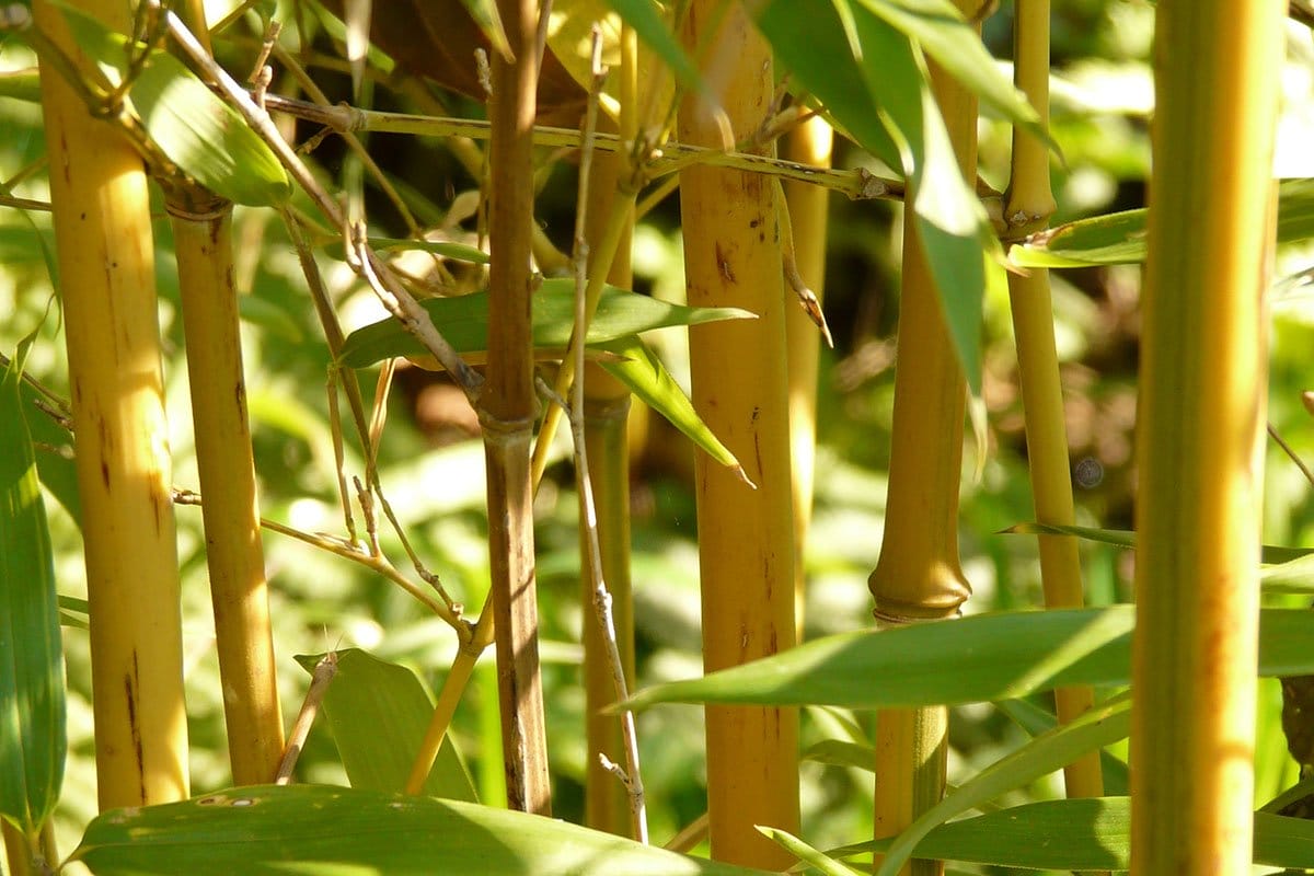 Golden Bamboo stems with green leaves