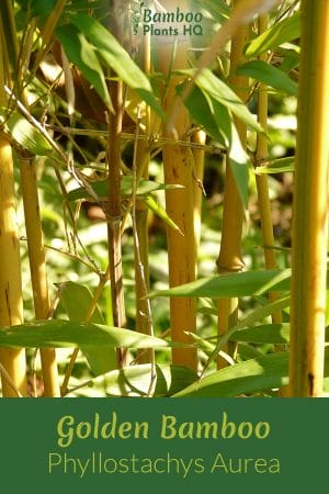 Golden bamboo is a beautiful plant for privacy screening. However, you should watch out: It is very invasive! Using a container or barriers can help with this disadvantage, though. Learn more here! #bamboo #gardendesign #screening #fencing #containergarden