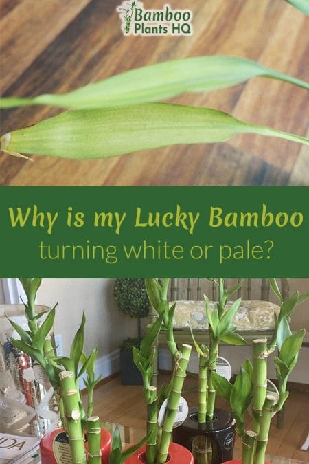 Sometimes even the best green thumb gets hit. The leaves on the Lucky Bamboo plant turn pale, and you have no clue what happened. I'll give you some reasons why the leaves turned white and how to (hopefully) revive this houseplant. #luckybamboo #housplants #indoorplants #luckybamboocare