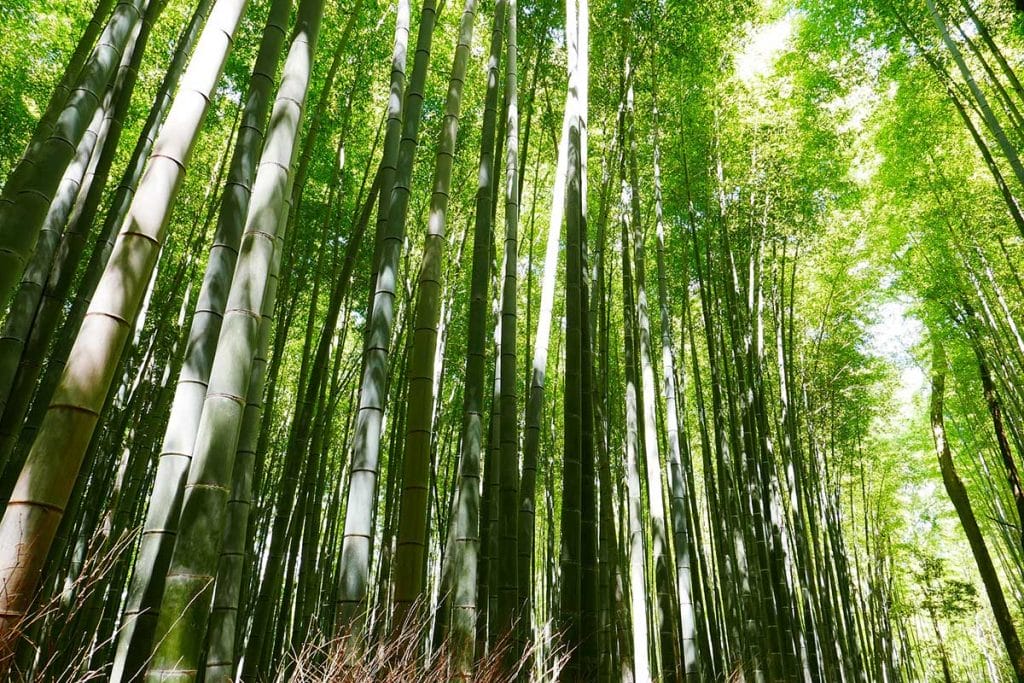 Low angle photography of a dense forest of bamboo trees spreading wildly