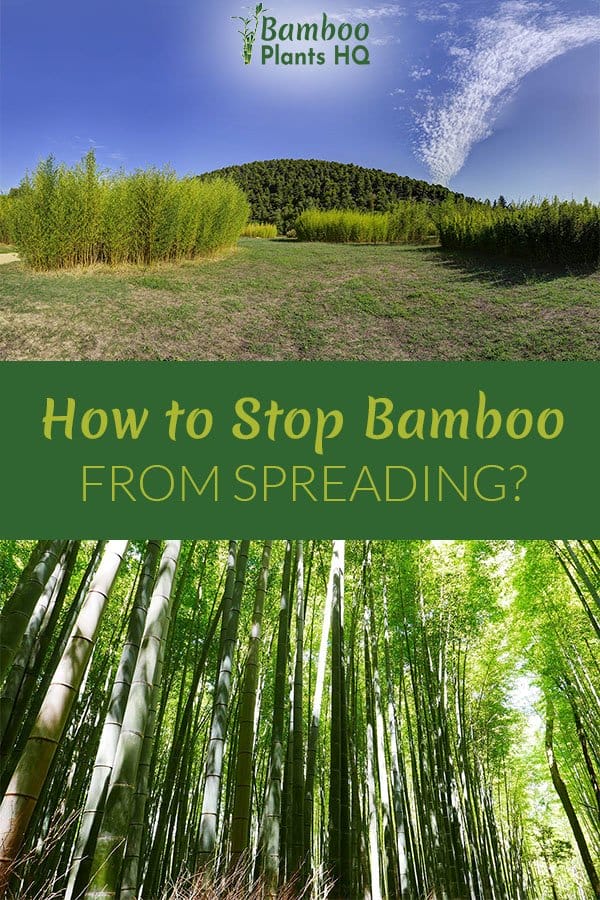 Bamboo plants with the text: How to Stop Bamboo from Spreading?