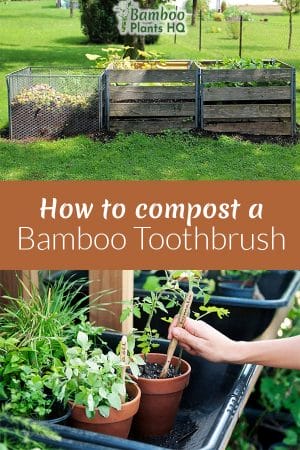 So many people switch to bamboo toothbrushes nowadays. But what do you do with them later? You can compost them, of course! We show you what you have to do to compost your bamboo toothbrush and how you can reuse it before composting it as well. #bambootoothbrush #composting #compost #greenlife #toothbrush #howto #bamboo