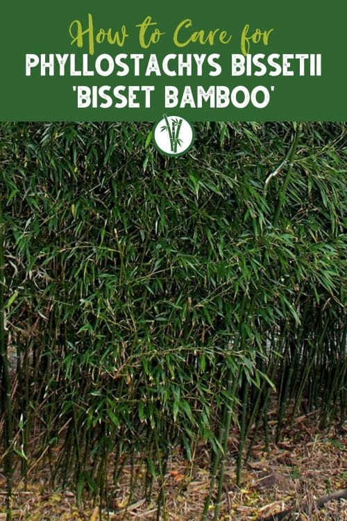 Phyllostachys Bissetii 'Bisset Bamboo' with the text how to care for Phyllostachys Bissetii 'Bisset Bamboo'