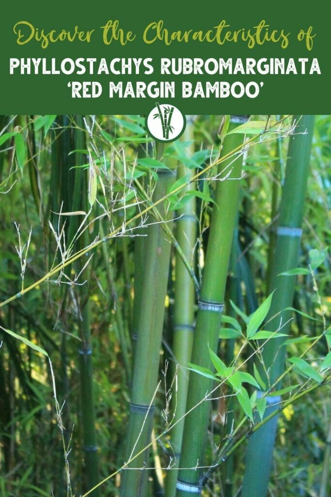 Culms of Phyllostachys Rubromarginata ‘Red Margin Bamboo’ with the text Discover the Characteristics of Phyllostachys Rubromarginata ‘Red Margin Bamboo’