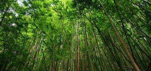 Bamboo plants forest in lush green