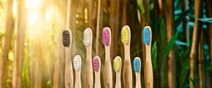 Bamboo toothbrushes surrounded by bamboo plants as an example for bamboo products