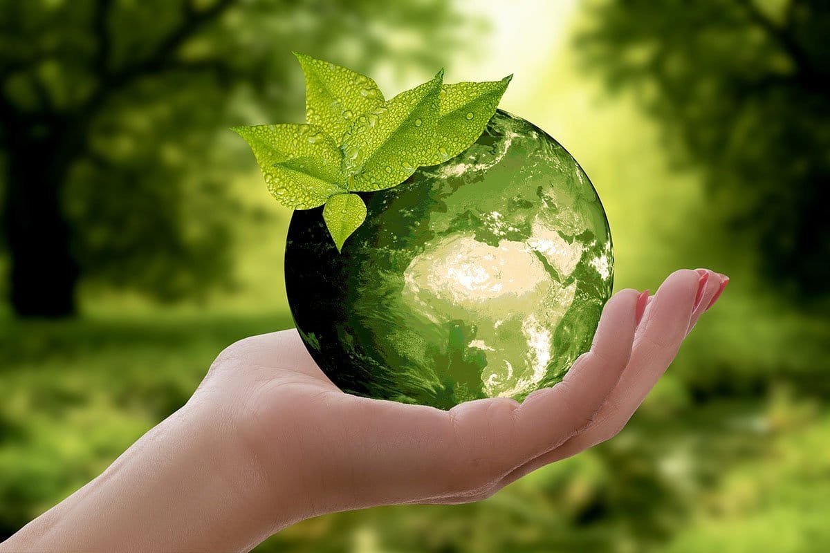 Hand holding a glass ball with forest background - Is bamboo really a sustainable and eco-friendly resource?