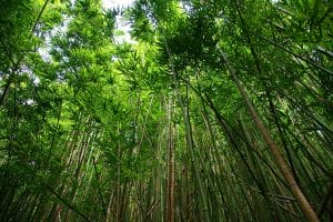 Mostly green bamboo forest with a few brown stems