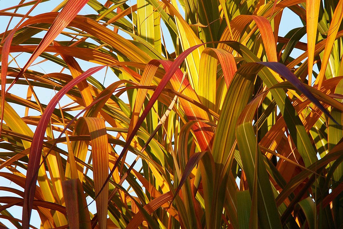Oblong shaped leaves in green, yellow, red, and brown