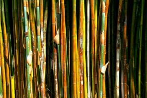 Various bamboo culms side by side, some are green and some are brown and yellow