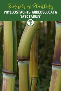 Culms of Phyllostachys Aureosulcata ‘Spectabilis’ with the text Benefits of Planting Phyllostachys Aureosulcata ‘Spectabilis’