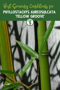 Culms of Phyllostachys Aureosulcata ‘Yellow Groove’ with the text Best Growing Conditions for Phyllostachys Aureosulcata ‘Yellow Groove’