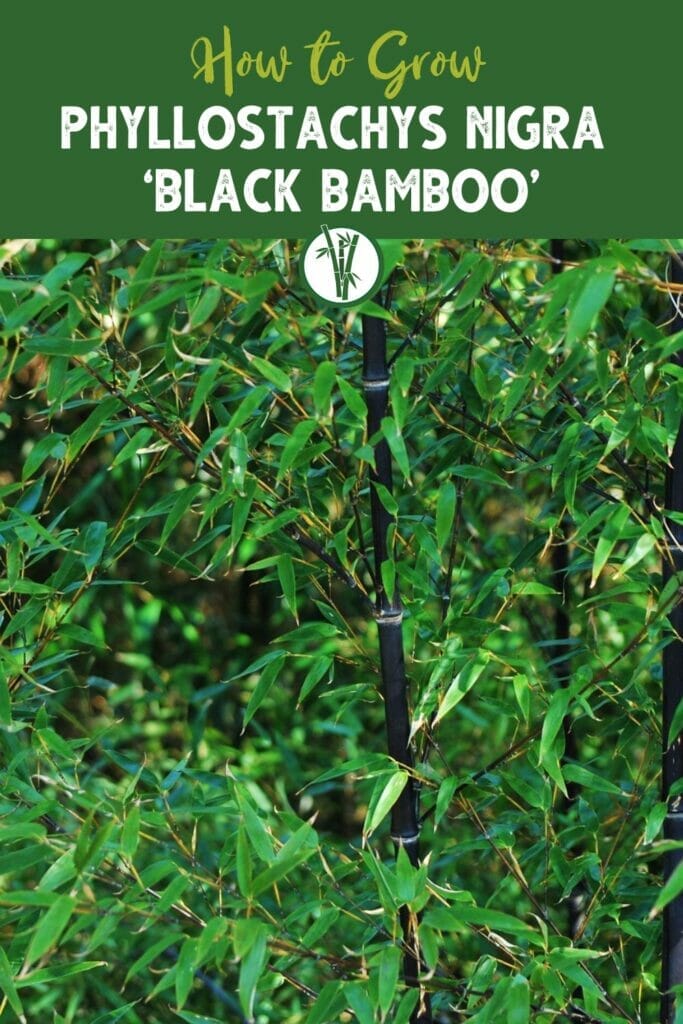 Phyllostachys Nigra ‘Black Bamboo’ with the text How to Grow Phyllostachys Nigra ‘Black Bamboo’