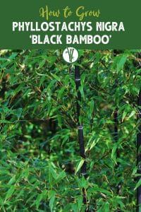Phyllostachys Nigra ‘Black Bamboo’ with the text How to Grow Phyllostachys Nigra ‘Black Bamboo’