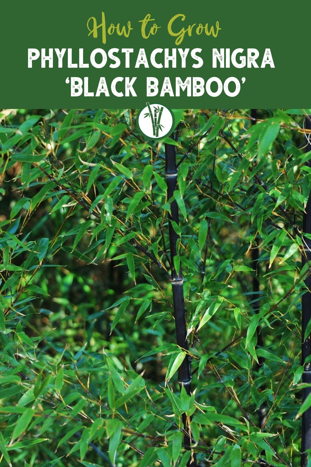 Black Bamboo 2 Gallon (2'-3' Tall) - Single Cane