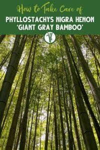 Phyllostachys Nigra Henon ‘Giant Gray Bamboo’ with the text How to Take Care of Phyllostachys Nigra Henon ‘Giant Gray Bamboo’