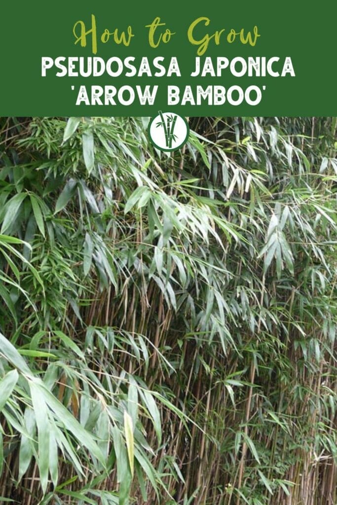 Thick hedge of Pseudosasa japonica 'Arrow Bamboo' with the text How to Grow Pseudosasa Japonica 'Arrow Bamboo'