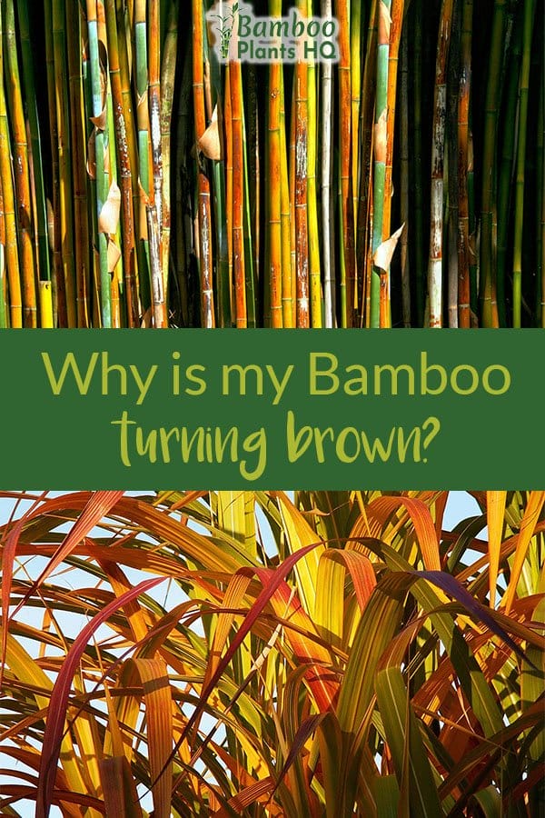Worried about your bamboo plants? Are they turning yellow and brown? Learn what it could be here! #bamboo #gardening #plantcare #tropicalgarden