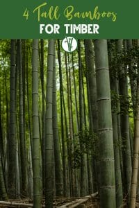 A tall bamboo genera growing in the forest with the text 4 Tall Bamboos for Timber