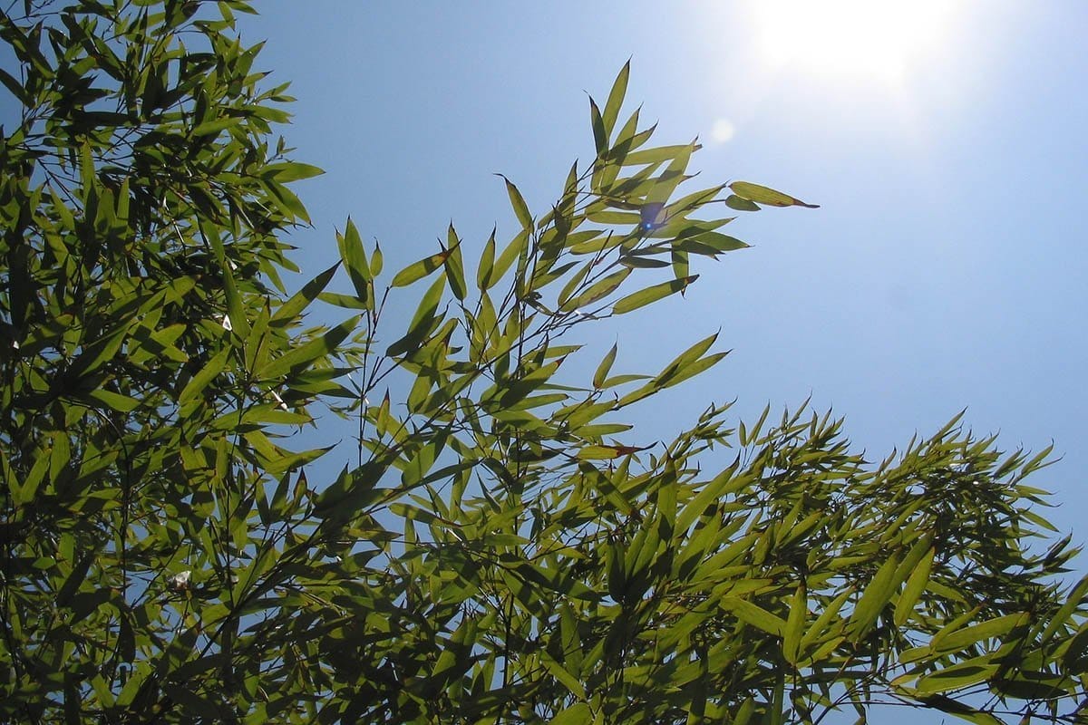 Healthy green bamboo leaves with the sunny sky in the background