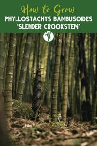 Phyllostachys Bambusoides ‘Slender Crookstem’ bamboo with the text How to Grow Phyllostachys Bambusoides ‘Slender Crookstem’