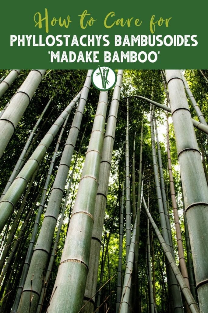 Low angle shot of Phyllostachys Bambusoides with the text How to Care for Phyllostachys Bambusoides 'Madake Bamboo'