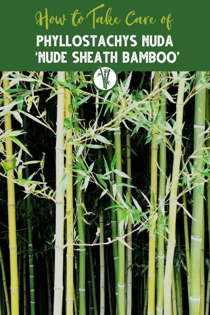 Phyllostachys Nuda ‘Nude Sheath Bamboo’ with the text How to Take Care of Phyllostachys Nuda ‘Nude Sheath Bamboo’