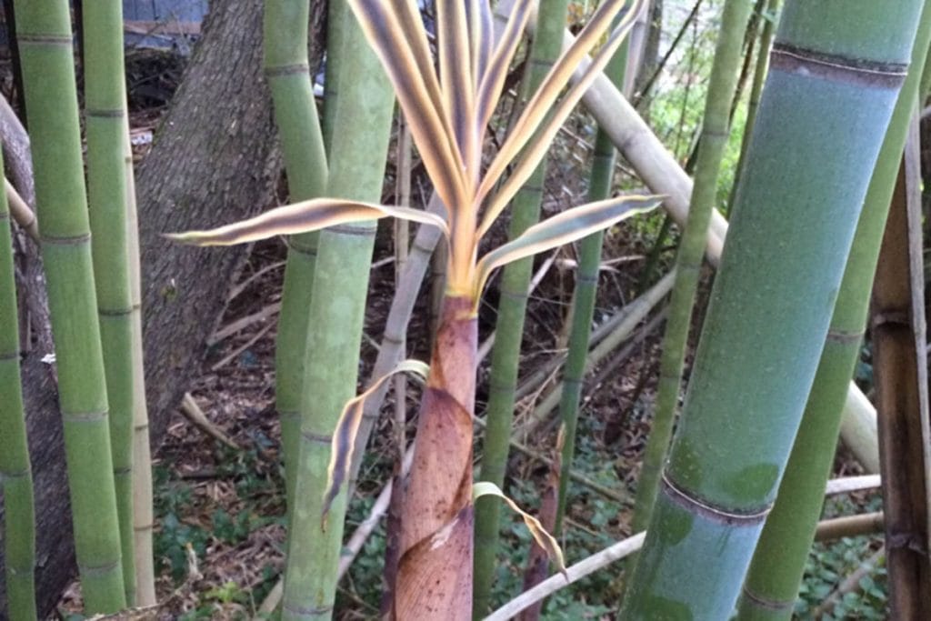 Smooth green bamboo culms and a shoot - Phyllostachys bambusoides Slender Crookstem