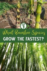 Bamboo plants with text: What bamboo species grow the fastest?