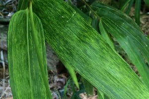 Bamboo pests and diseases you should watch out for: BaMV
