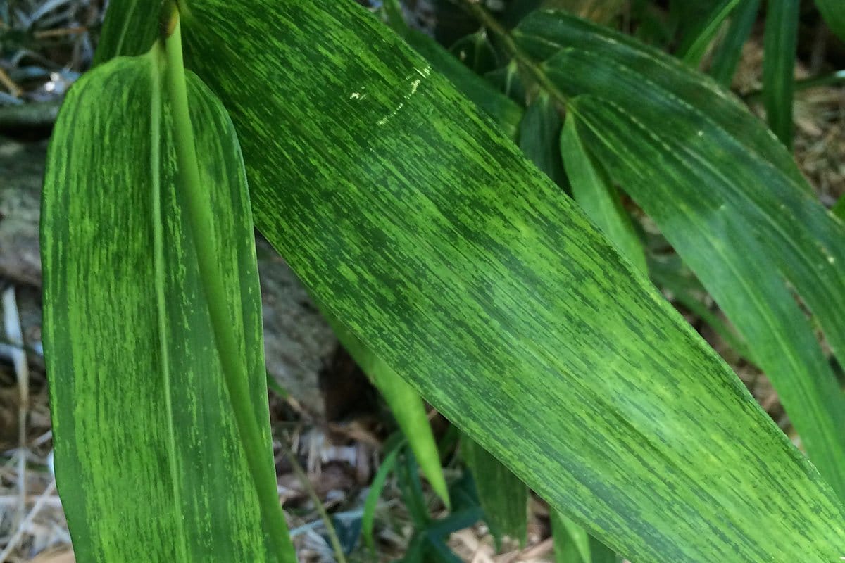 Mosaic-like discoloration on bamboo leaves caused by BaMV