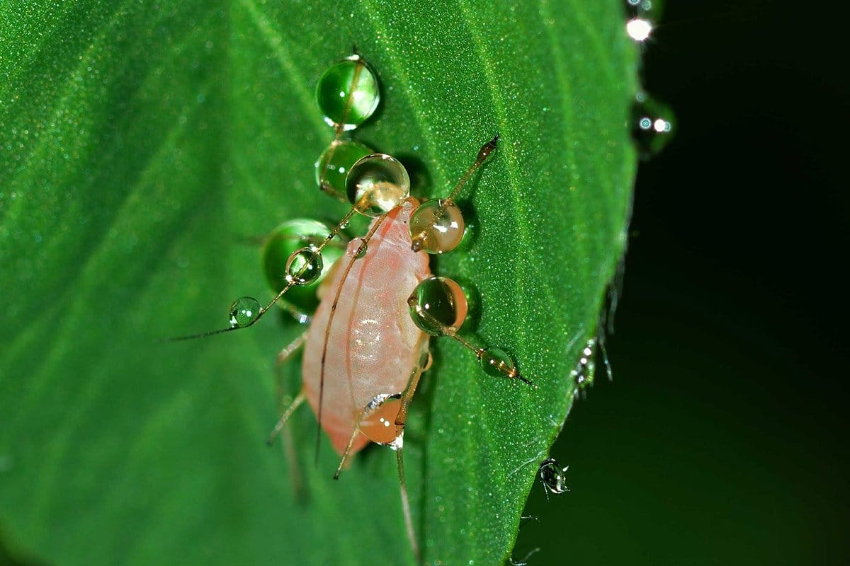 Microscopic shot of a tan-reddish aphid on a leaf