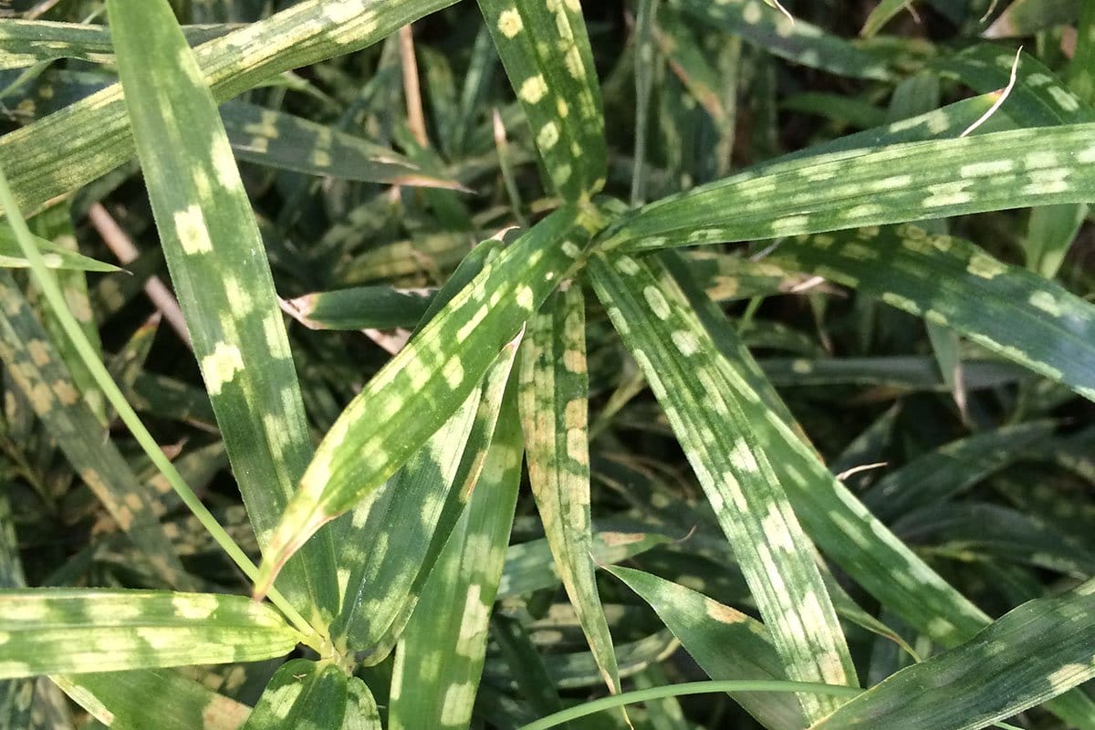 Bamboo leaves with yellow-pale spots that are caused by bamboo mites