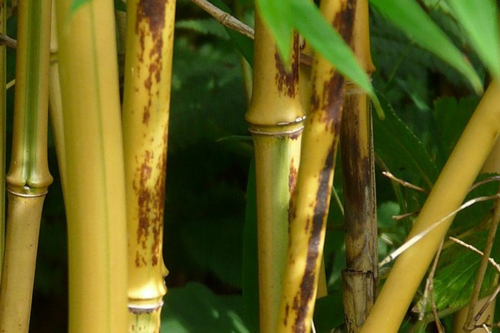 Brown spots on yellow bamboo culms