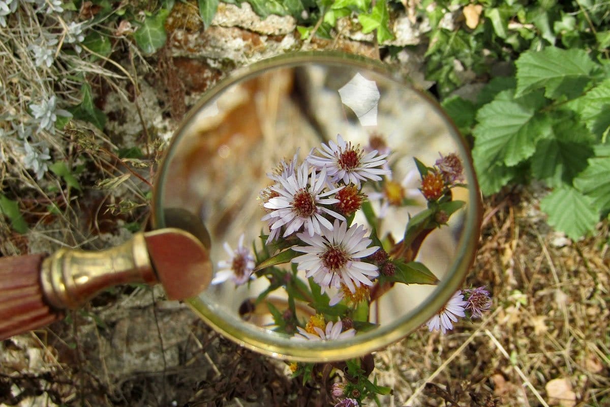 Classic magnifying glass over a flower