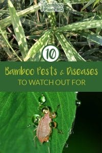 Two bamboo pests with the text: 10 Bamboo Pests & Diseases to watch out for