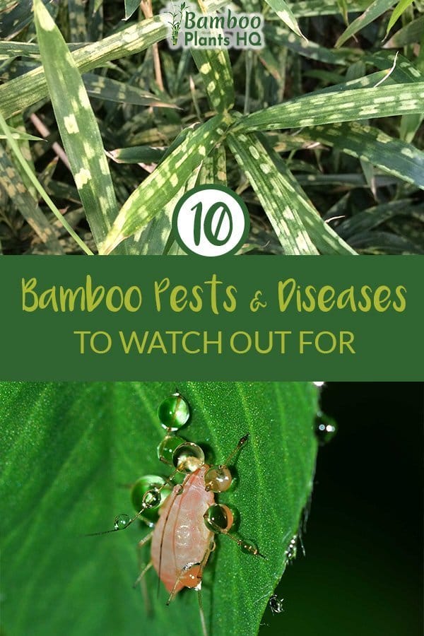 Two bamboo pests with the text: 10 Bamboo Pests & Diseases to watch out for