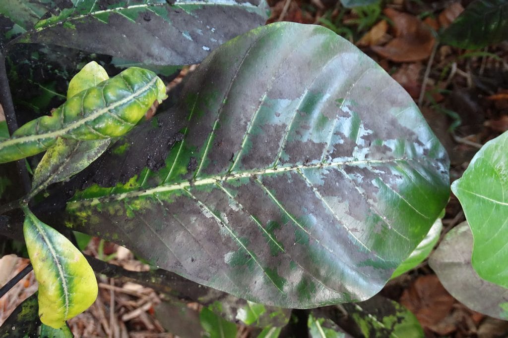 Black large areas on a leaf (sooty mold)