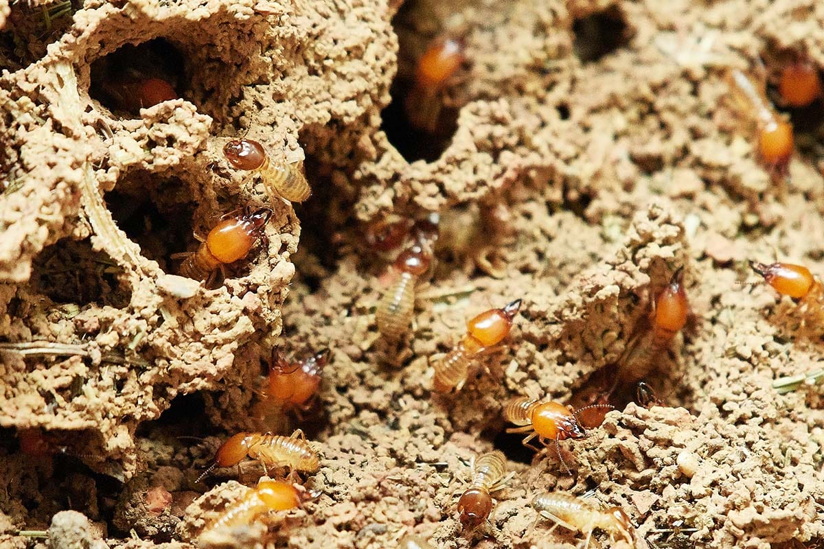 Termites in mud holes