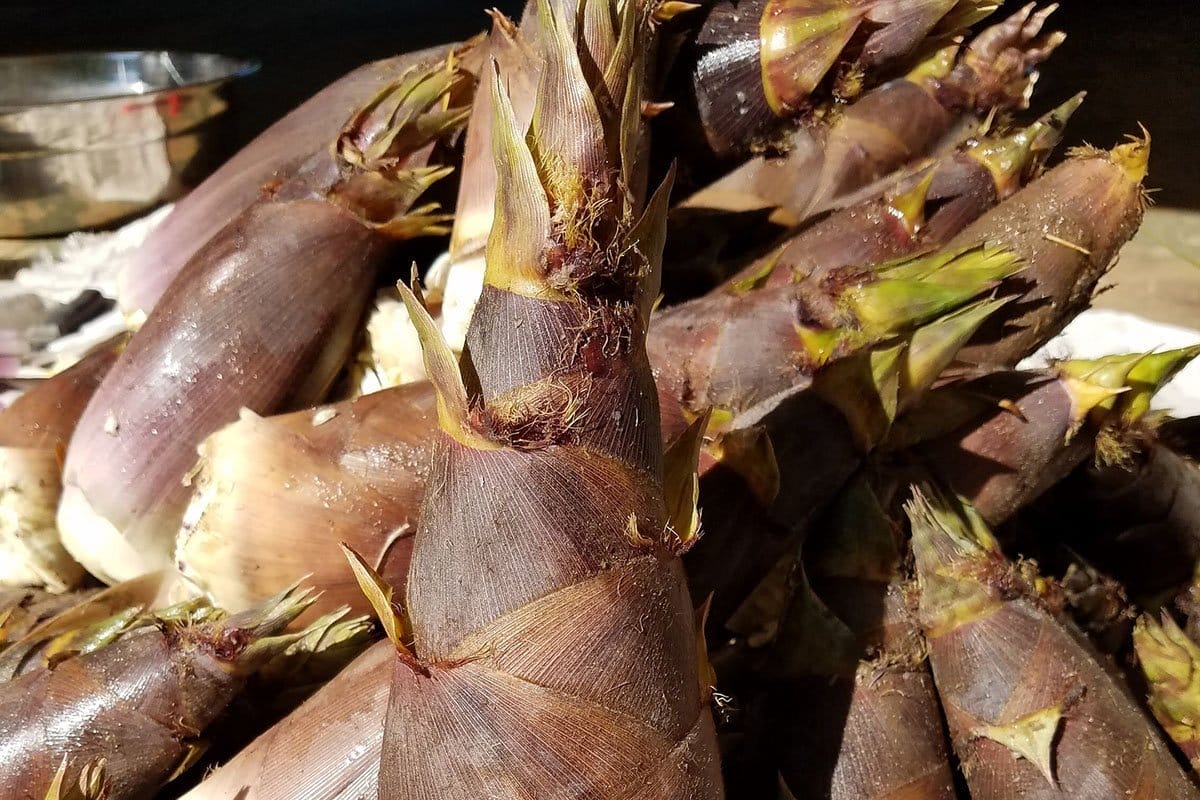 Harvested healthy bamboo shoots with brown skin