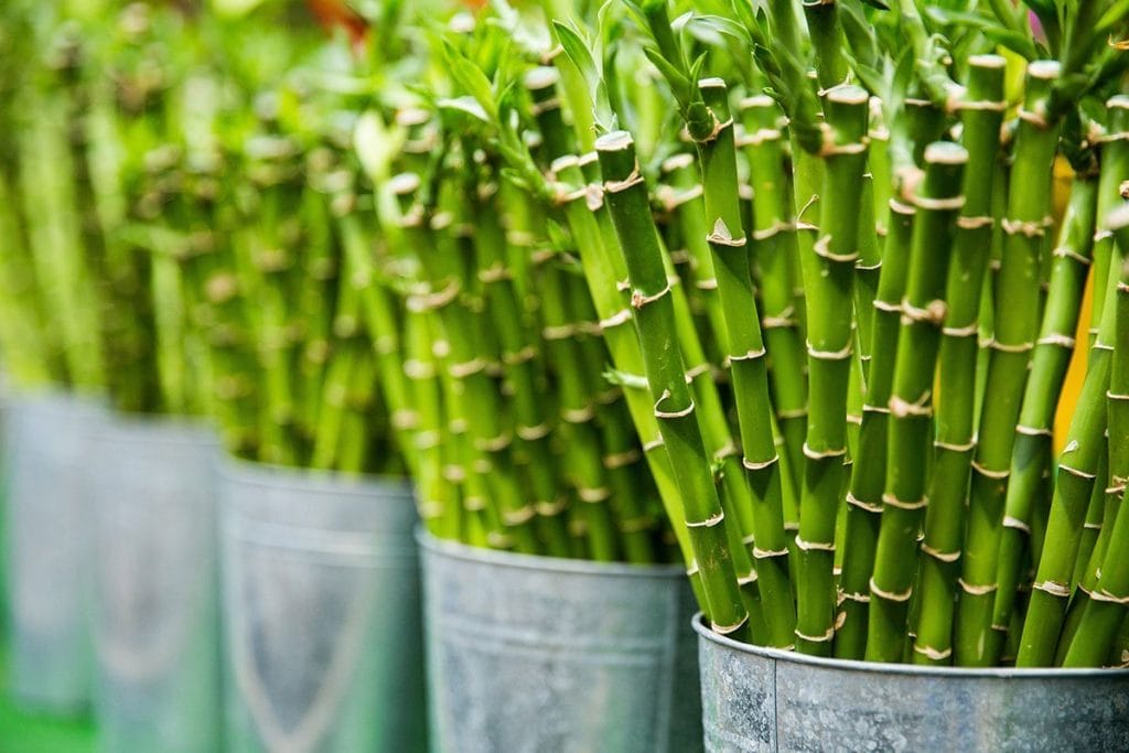 Many propagated lucky bamboo stems in containers