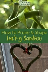 Spiral Lucky Bamboo and heart-shaped Lucky Bamboo with the text: How to Prune & Shape Lucky Bamboo
