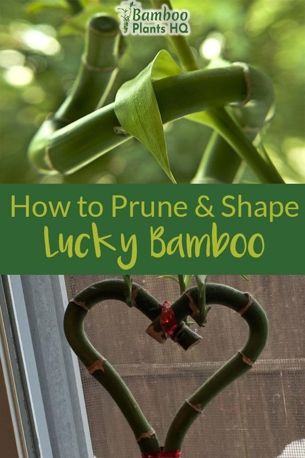 Spiral Lucky Bamboo and heart-shaped Lucky Bamboo with the text: How to Prune & Shape Lucky Bamboo