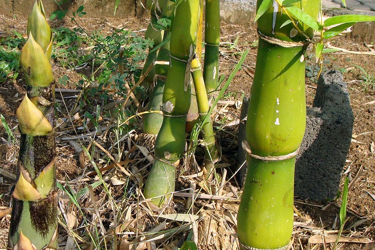 Bamboo culms of the Buddha Belly species with rounded internodes makes a great non-invasive bamboo