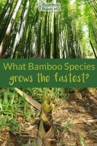 Bamboo forest at the top and bamboo shoot at the bottom with the text in the middle: What bamboo species grows the fastest?